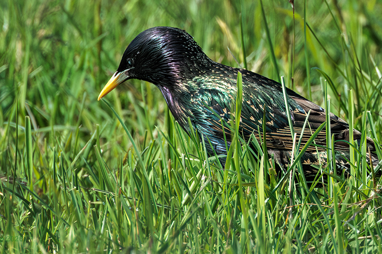 Starling looking colourful